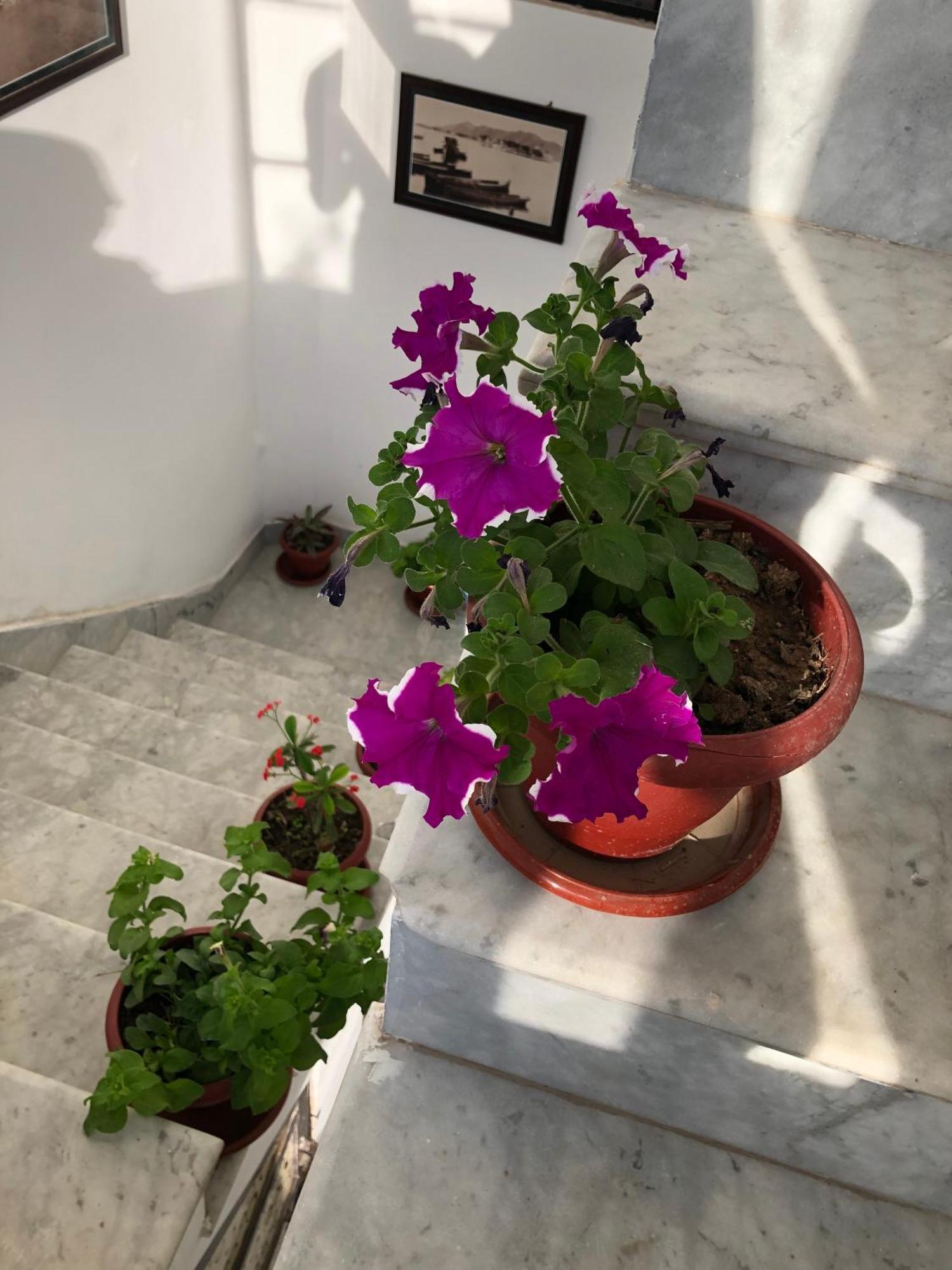 Hotel Nirvana Lakeside Udaipur Eksteriør bilde